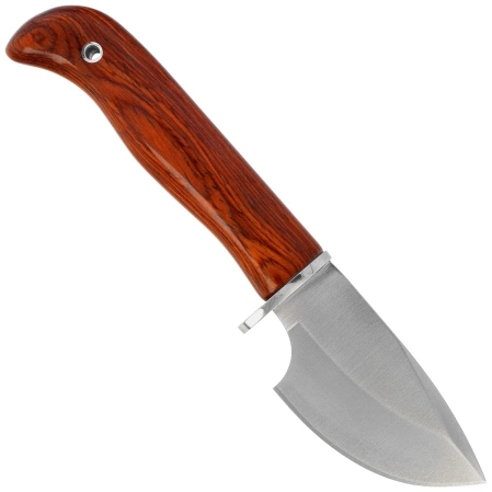 Nóż Muela Piranha-8R Coral Pakka Wood, Satin X50CrMoV15